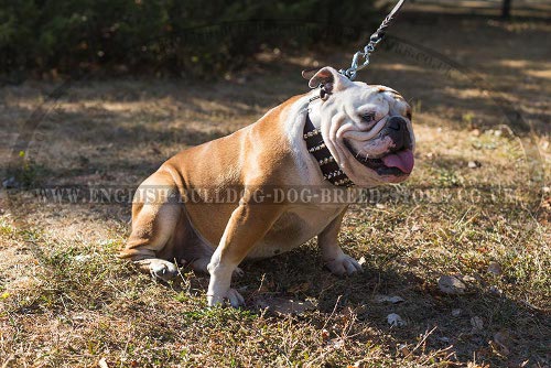 English Bulldog Leather Collars UK