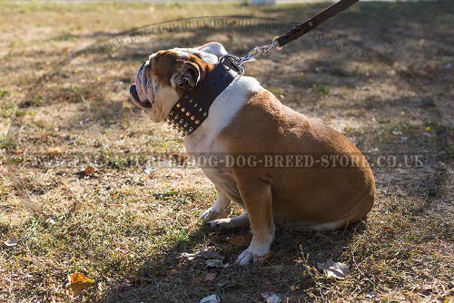 Massive Dog Collar for English Bulldog