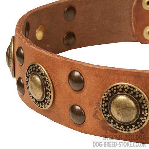 Modern Dog Collar