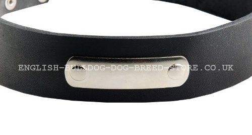Name Plate Dog Collar UK for Bullmastiff