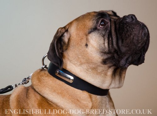 Bullmastiff Collar UK with ID Plate