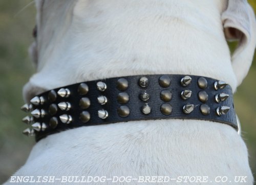 Natural Leather Dog Collar for Old English Bulldog