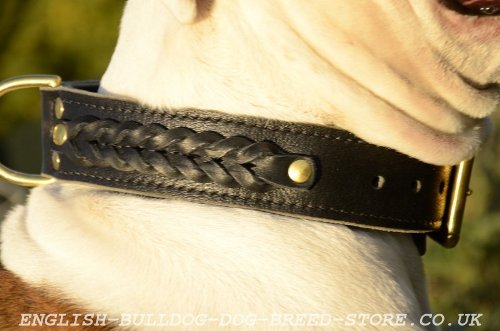 Natural Leather Dog Collar for Old Victorian Bulldog