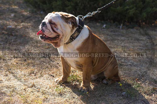 English Bulldog Leather Collars UK