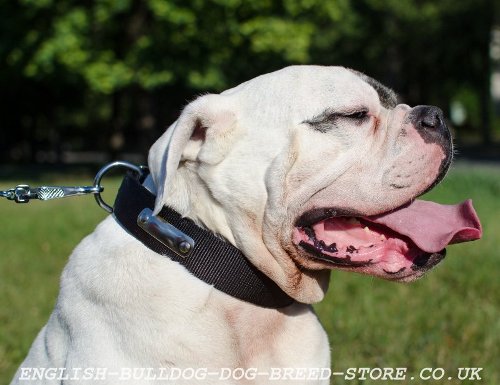 Nylon Dog Collar for American Bulldog