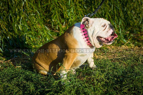 Girl English Bulldog Collar UK