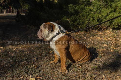 Rolled Dog Collar Leather for Bulldog