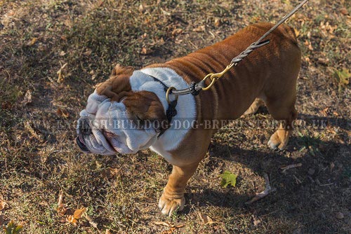 Rolled Leather Dog Collar for Bulldog