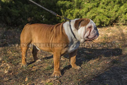 English Bulldog Collar UK Silent