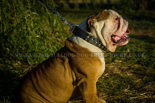English Bulldog Leather Collars
