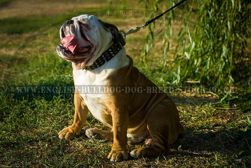 English Bulldog Leather Collar