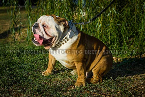 My Bulldog Refuses to Walk on a Lead