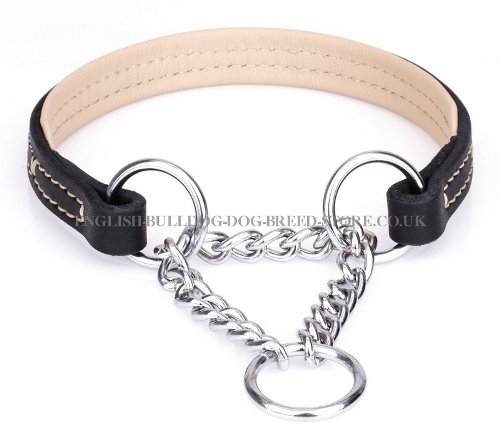 Training Collar for English Bulldog