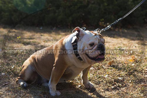 Collar for English Bulldog UK