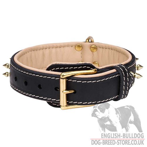 Two-Ply Dog Collar for Bulldog