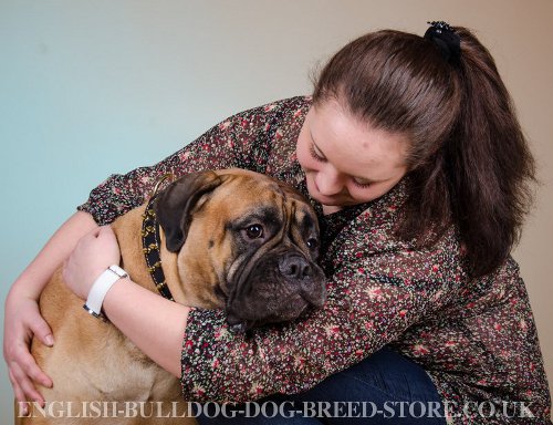 Bullmastiff Dog Breed