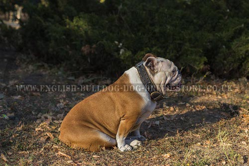 English Bulldog Collar Double-Ply