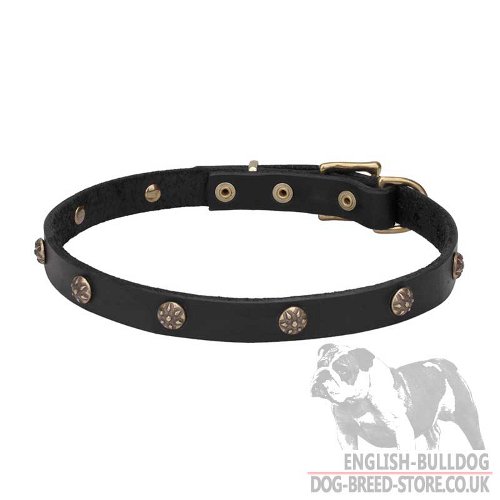 Unusual Dog Collar UK