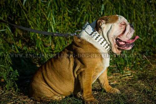 English Bulldog Leash UK