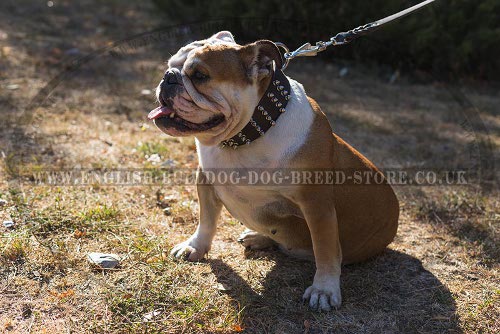 English Bulldog Collar UK Spiked