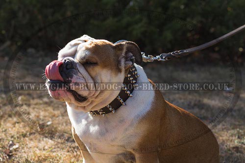 English Bulldog Leather Collar UK Wide