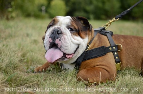 English Bulldog Training to Lie Down