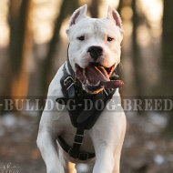 Dog Harness for Dogo Argentino Training, Work and Walking