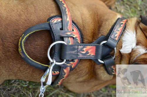 Best Harness for English Bulldog