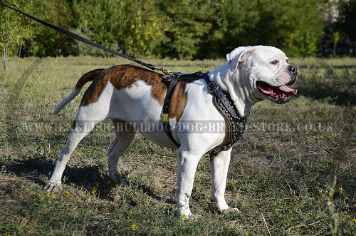 Harness for
Bulldogs