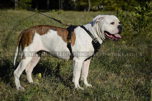 Bulldog Harness