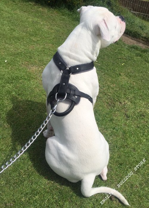 American Bulldog Dog Padded Harness With Handy Durable Handle