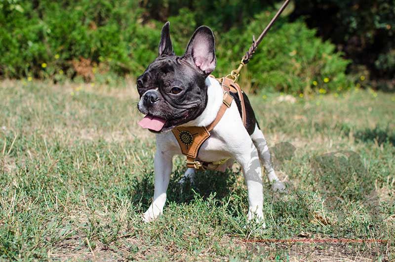 French Bulldog  French Bulldog UK