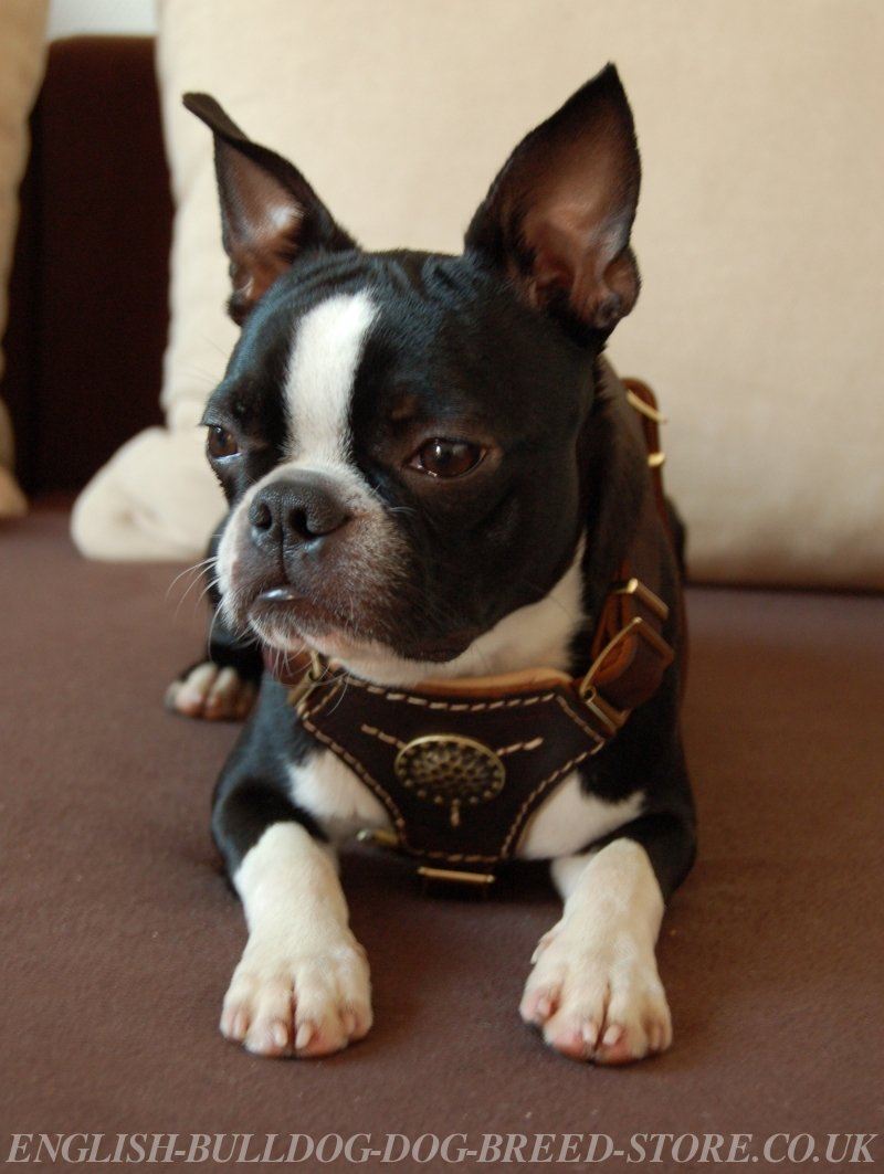 Best Boston Terrier Harness Royal Design ⚜ £56.50