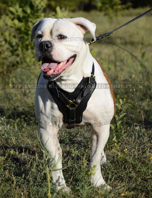 Attack Training Harness