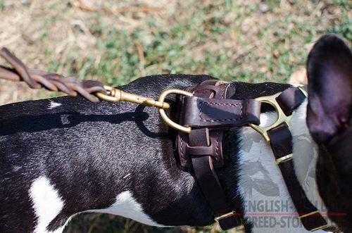 Harness for French Bulldog