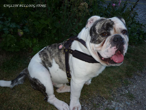 English Bulldog Harness