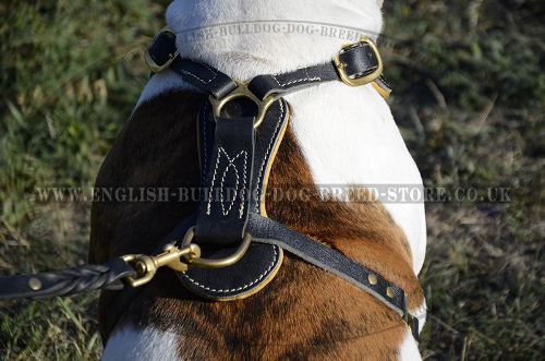 Bulldog Harness