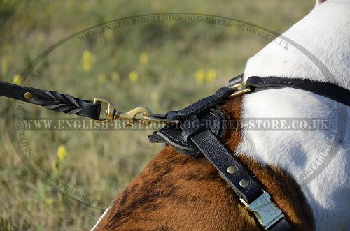 Leather Harness