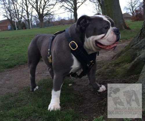 Olde English Bulldogge Harness