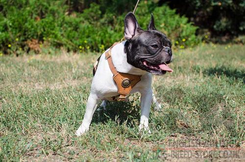 French Bulldog Leather Harness
