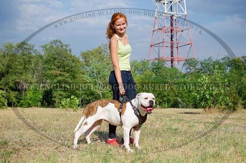 American Bulldog Chest Harness