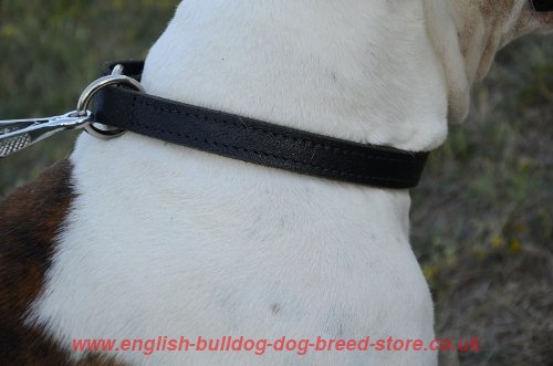 Custom Dog Collar UK