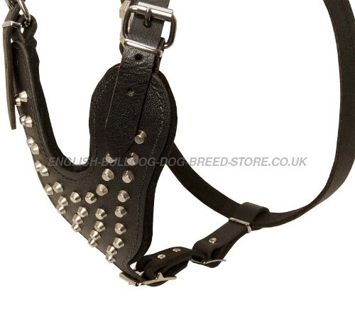 Harness for American Bulldogs