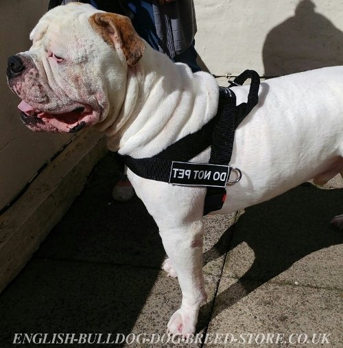 American Bulldog Harnesses