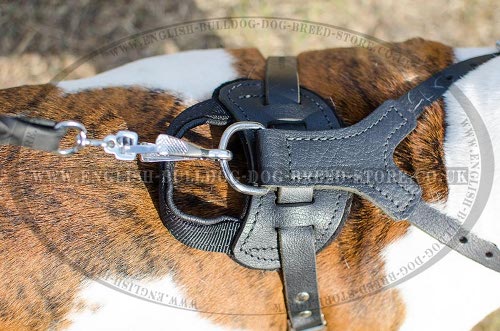 American Bulldog Harness for Sale UK