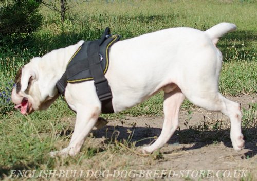 American Bulldog Harness for Sale UK