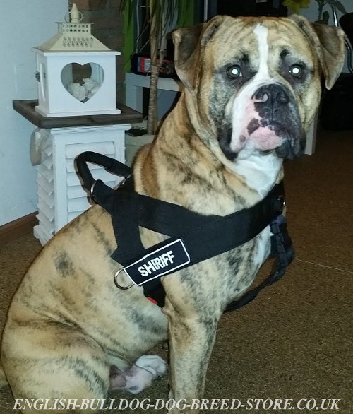 American Bulldog Harness