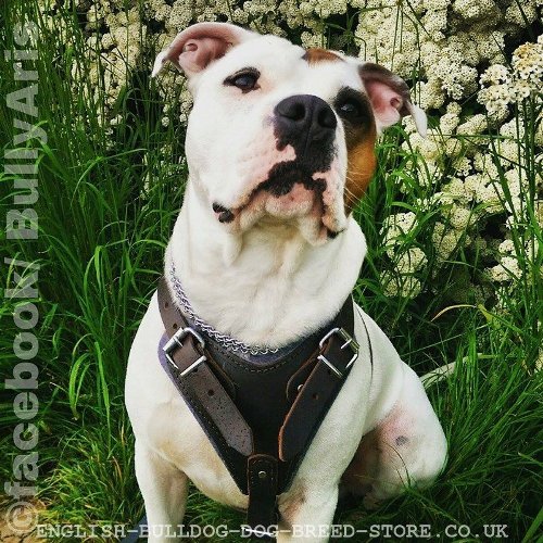 Harness for American Bulldog