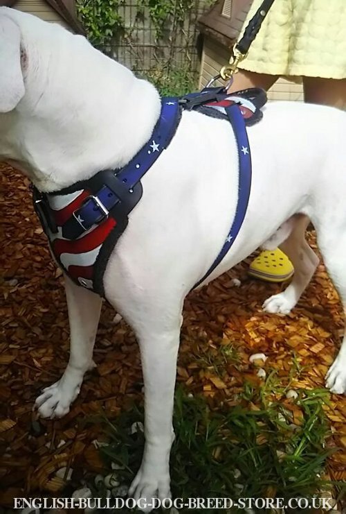 American Bulldog Harness