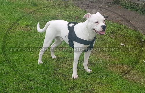 American Bulldog No Pull Harness